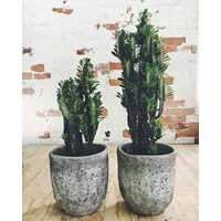 African milk tree - Euphorbia trigona 200mm
