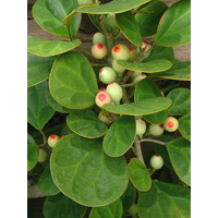 Mistletoe Fig - Ficus deltoidea 200mm