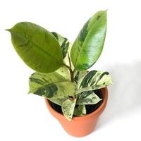 Rubber Tree - Ficus Elastica Shivereana 140mm