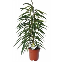 Ficus Alii - Ficus binnendijkii Alii Petite 175mm