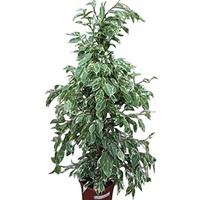 Ficus benjamina - ficus benjamina variegata 250mm