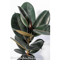 Rubber Tree - Ficus Elastica Burgundy 200mm