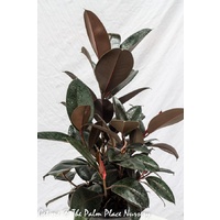 Rubber Tree - Ficus Elastica Burgundy 300mm