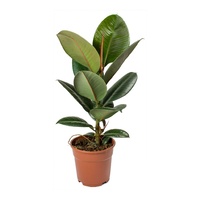 Rubber Plant - Ficus Elastica Robusta 200mm