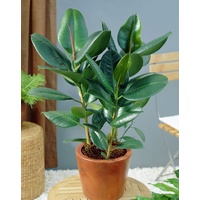 Rubber Plant - Ficus Elastica Robusta 400mm