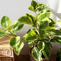 Rubber Tree Lemon and Lime - Ficus Elastica Lemon and Lime 200mm
