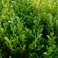 Ficus Hilli - Ficus Emerald 200mm