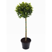 Ficus Emerald Standard 300mm (3 Foot)