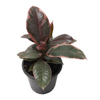 Rubber Tree Ruby - Ficus Elastica Ruby 140mm