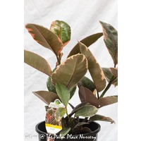 Rubber Tree Ruby - Ficus Elastica Ruby 200mm