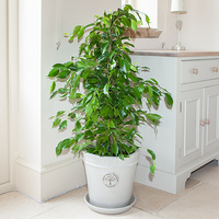 Weeping fig - Ficus Benjamina Exotica 200mm