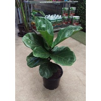 Fiddle Leaf Fig - Ficus Lyrata 200mm