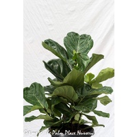 Fiddle Leaf Fig - Ficus Lyrata 250mm