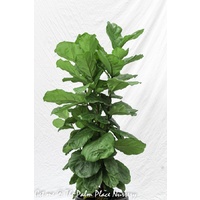 Fiddle Leaf Fig - Ficus Lyrata 300mm