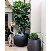 Fiddle Leaf Fig - Ficus Lyrata 400mm