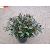 Rubber Tree - Ficus Elastica Melany 200mm