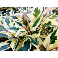 Ficus White Lightning - Ficus obliqua variegated White Lightning 200mm