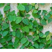 Ice Caps - Ficus Pumila 130mm