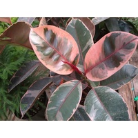 Ficus Elastica Ruby 300mm
