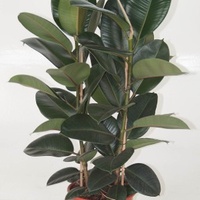 Rubber Plant - Ficus Elastica Robusta 300mm