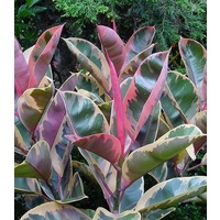 Rubber Tree - Ficus Elastica Ruby 400mm