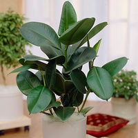 Rubber Tree Sophie - Ficus Elastica Sophie 200mm
