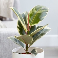 Rubber Tree - Ficus Elastica Tineke 140mm