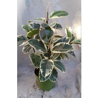 Rubber Tree - Ficus Elastica Tineke 250mm