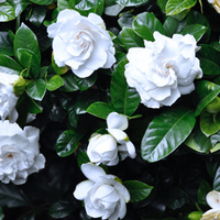 Gardenia Florida - Gardenia augusta Florida 250mm