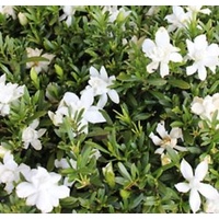 Gardenia Augusta O So Fine 140mm