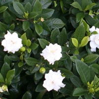 Gardenia augusta magnifica 140mm