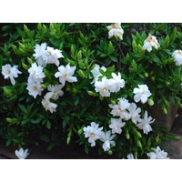 Gardenia augusta Radicans 140mm
