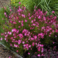 Gaura Gaura Belleza Dark Pink 140mm