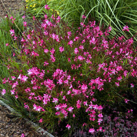 Gaura Belleza Dark Pink 140mm