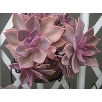 Graptoveria Huth's Pink 140mm
