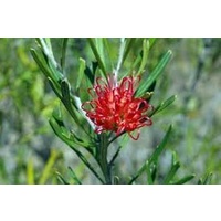 Grevillea Big Red 250mm