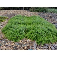 Grevillea Gingin Gem 140mm