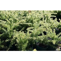 Grevillea lanigera Dwarf Greencape 140mm (Cut Back)