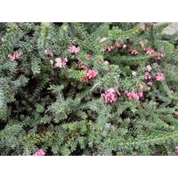 Prostrate Wooly bush - Grevillea Lanigera 140mm