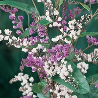Hardenbergia violacea Happy Duo 200mm