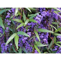 Hardenbergia violacea Happy Wanderer 200mm