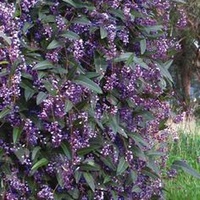 Happy Wonderer - Hardenbergia Violacea 140mm