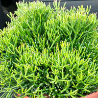 Succulent Hanging Baskets - Hatiora salicornioides Hanging Basket 170mm
