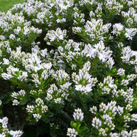 Hebe buxifolia 140mm