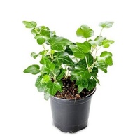English Ivy Green - Hedera Helix Green 200mm