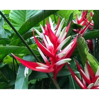 Heliconia angusta Red Christmas 200mm
