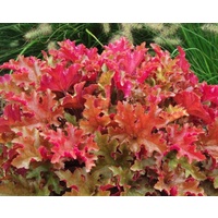 Coral Bells - Heuchera assorted 140mm