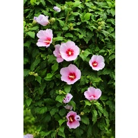 Hibiscus Assorted 140mm