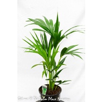 Kentia Palm - Howea Forsteriana 200mm