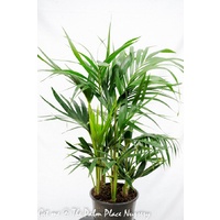 Kentia Palm - Howea Forsteriana 250mm